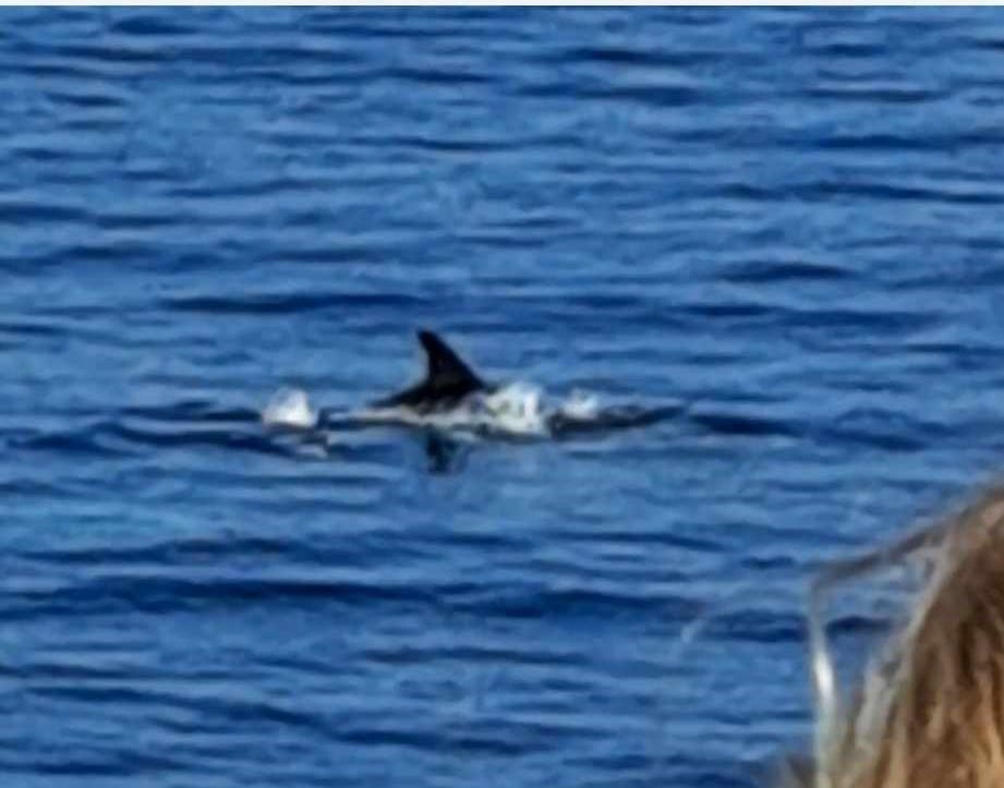 Dauphins